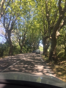 I always think of this type of road with the tall trees on either side as a distinct feature of French landscape. The only thing missing is an elderly man with a beret riding a bicycle with a baguette on the back.