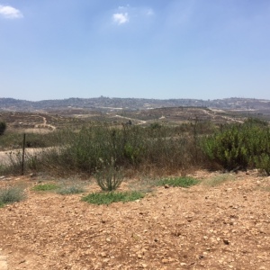 More about water before finishing.  What you are looking at is the view of Nazareth on the top of the hill where water springs bring water down to the valley and to the ancient town of Zippori (more about that in the next post).